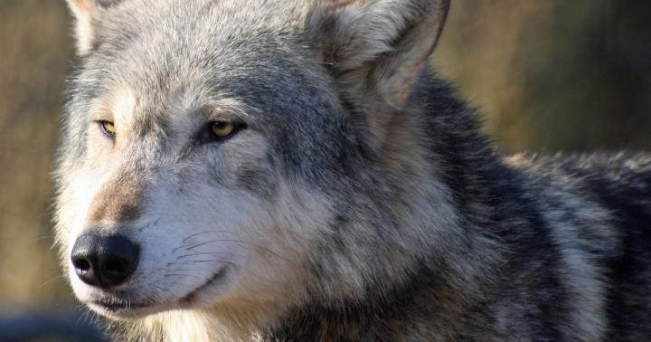 Wolf Wallpaper : HD Snow Wolf - (hd1080p Supersharp) Wallpaper 