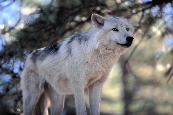 Wolf Wallpaper Small \/ White-wolf-amazing-wolves-36922877-900-596.png 