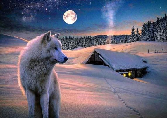 Wolf Wallpaper Nature - Wolf Aurora Wallpapers Top Free Wolf Aurora 
