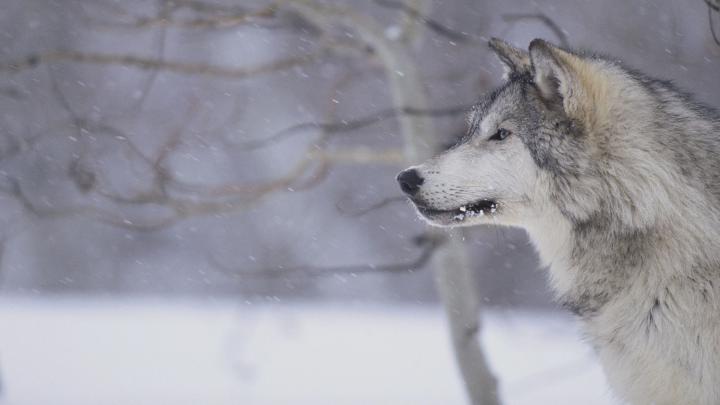 Hintergrundbilder Hd Wolf : Free Moving Wolf Wallpaper Wolves 1280x905 