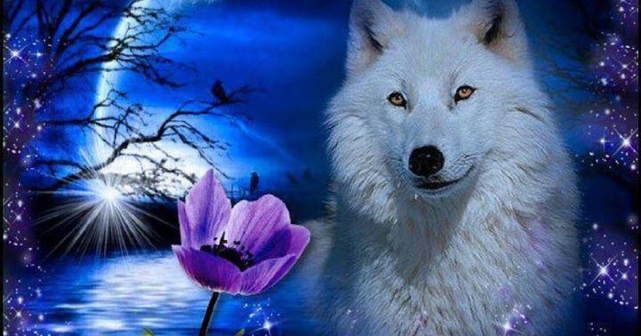 Wallpaper Of Wolf \/ Download Wolf Wallpaper 1280x1024 | Wallpoper 