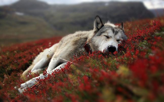 Cool Wolf Backgrounds \u00b7\u2460 