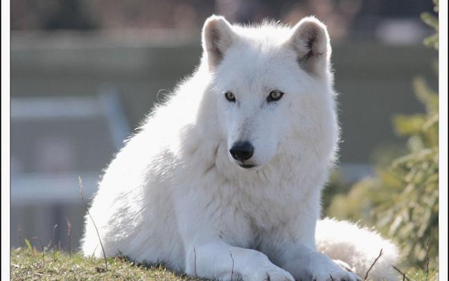 Arctic Wolf Wallpaper -