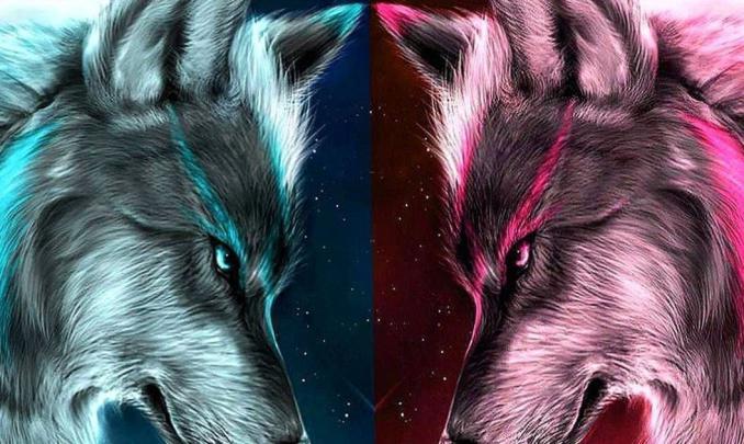 Wolf Wallpaper \/ Cool Wolf Wallpaper Kolpaper Awesome Free Hd Wallpapers