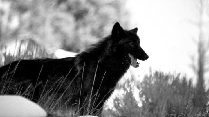 Black Wolf Wallpaper Hd 1080P - Lainey Love