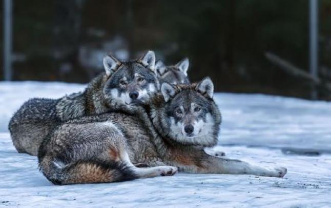 Wolf Wallpaper Sad \/ Wallpapers Of Sad Wolf - Wolf-Wallpapers.Pro 