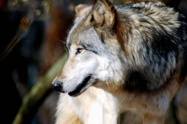 Wolf Wallpaper - HD Wolf Backgrounds - The great 