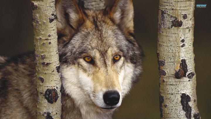 Wolf Wallpaper - Wolf Backgrounds free download : Wolf 