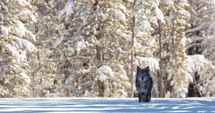 Black Wolf Over 1080 X 1080 : Black Wolf Hd Desktop Wallpaper 