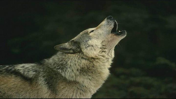 HD Wolf Wallpapers 1080p -