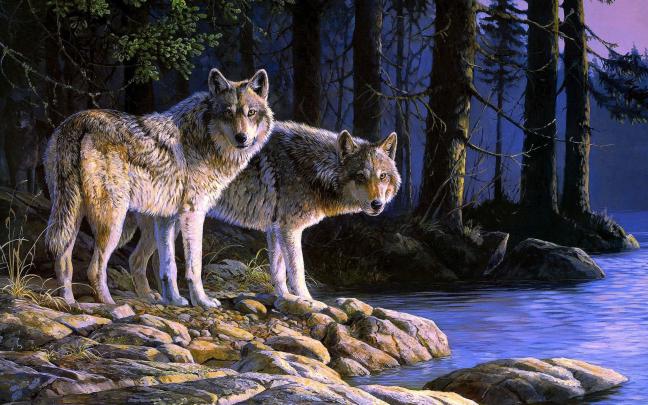 Wolf Wallpaper Nature \/ winter snow wolf 1024x768 wallpaper - Nature 