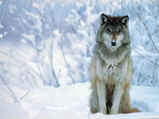 1080P Wolf Wallpaper -
