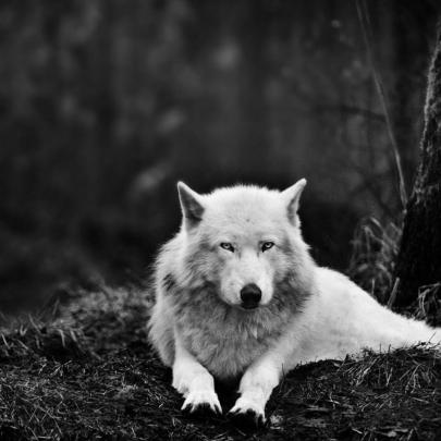 Black Wolf Over 1080 X 1080 \/ Wolf Park In Battle Ground, Indiana Has A 