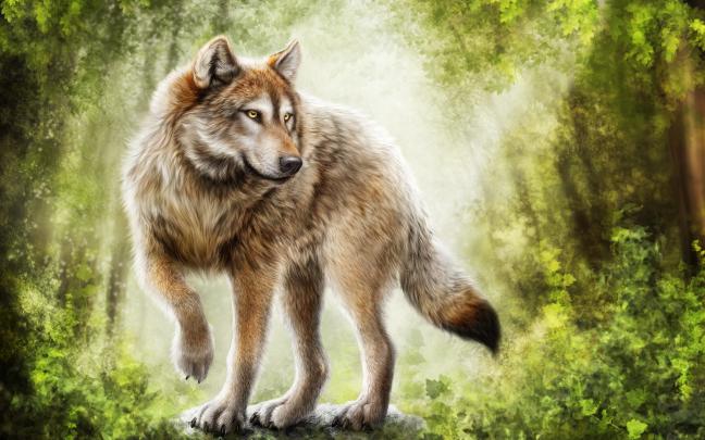 Wolf Wallpapers (79+ background pictures)