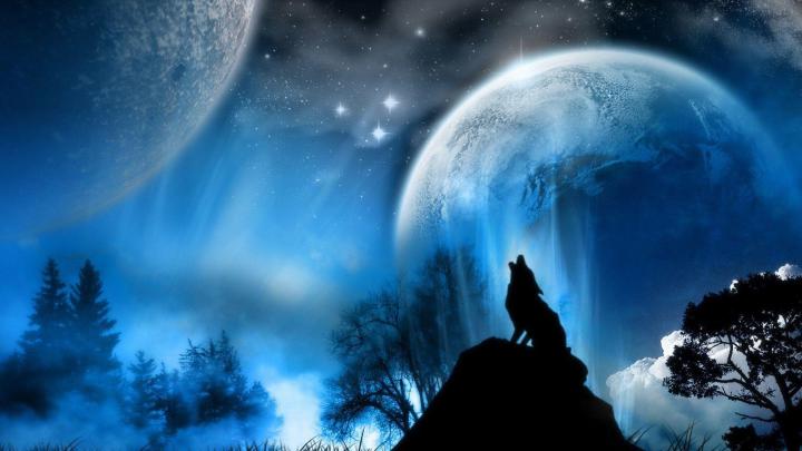 Free HD Wolf Wallpapers