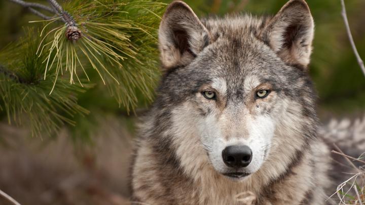 Wolf wallpaper \u00b7\u2460 Download free stunning HD backgrounds for desktop and 