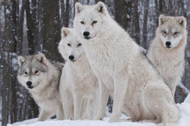 Baby Wolf Wallpaper \u00b7\u2460 