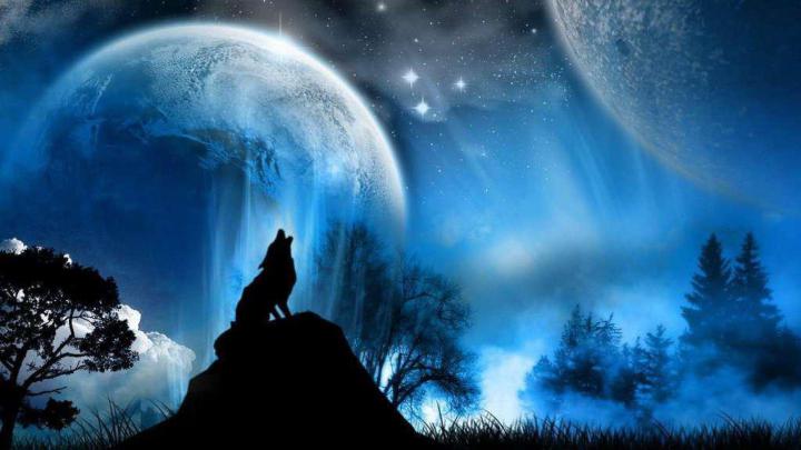 Wolf Wallpapers 1920x1080