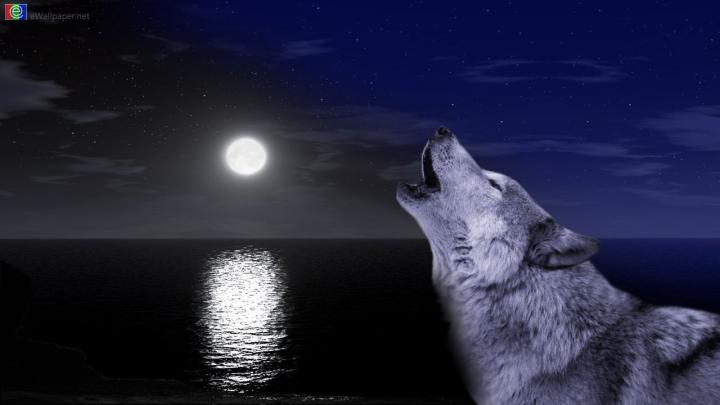 Spirit Wolf Wallpapers - Top Free Spirit Wolf Backgrounds - WallpaperAccess