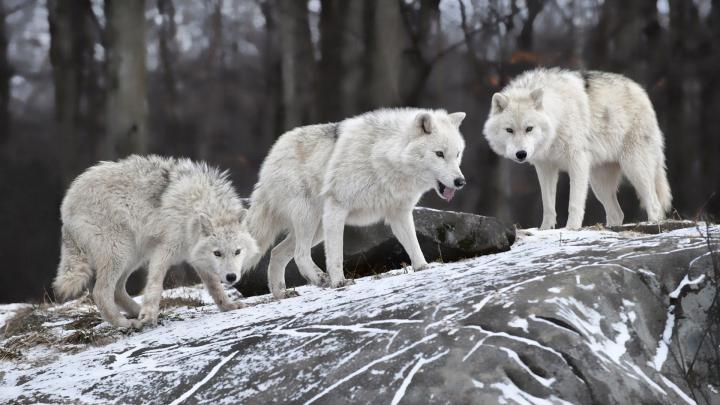 Native American Wolf Wallpaper (67+ images)