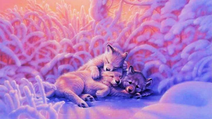 Baby Wolf Wallpaper \u00b7\u2460 