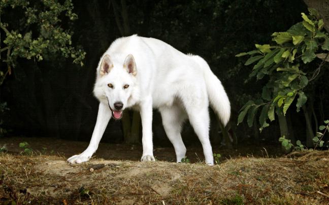 White Wolf Wallpaper (74+ images)