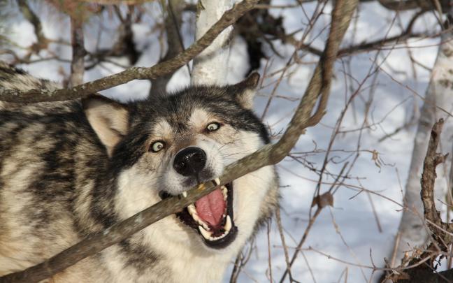 Wolf Wallpaper 1920X1080 Hd : 84 wolf wallpapers (laptop full hd 1080p 