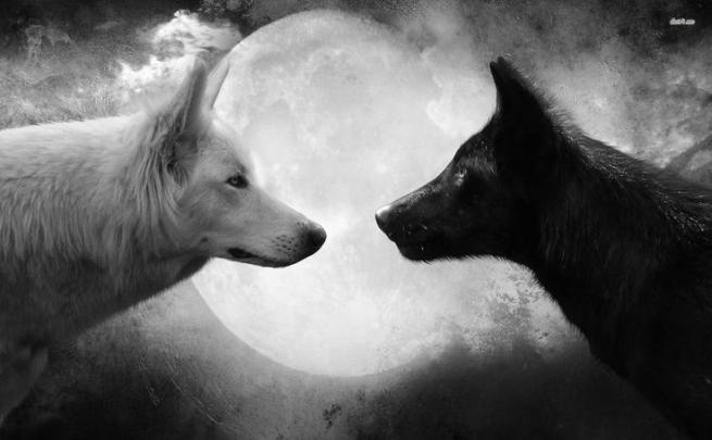 A black and a white wolf 1920x1080 HD Wallpaper | Wolf wallpaper, Two 