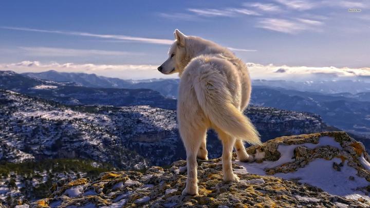 White Wolf Wallpaper (74+ images)