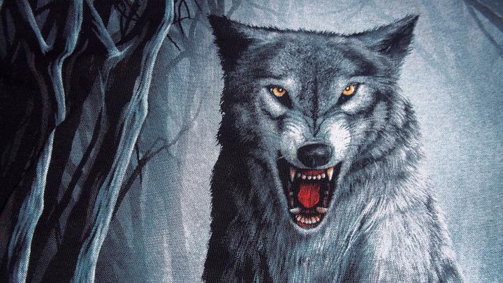 Wolf HD Wallpaper | Background Image | 1920x1080