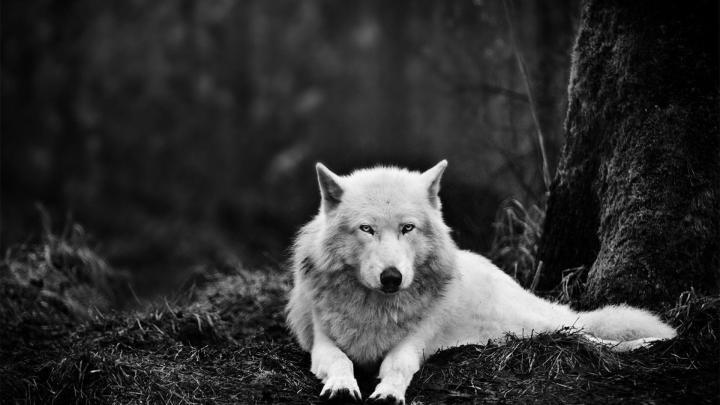 Wolf Wallpapers 1920x1080