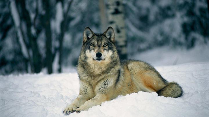 Baby Wolf Wallpaper \u00b7\u2460 
