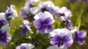 Violet Wallpaper 1920x1080