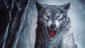 Wolf Wallpaper 1920x1080 Hd