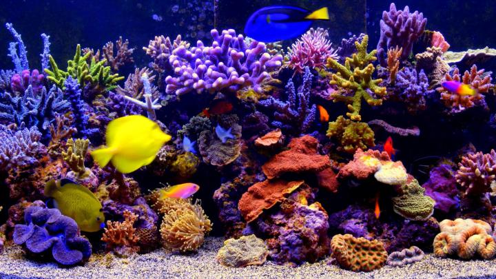 Aquarium Wallpaper (72+ images)