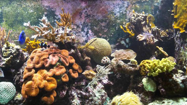 Aquarium Live Wallpaper for PC (55+ images)