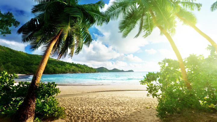 Tropical Sunlight Beach Palm Trees HD wallpaper | nature and landscape 