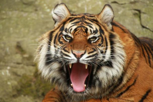 Tiger, amazing wallpaper | animals | Wallpaper Better