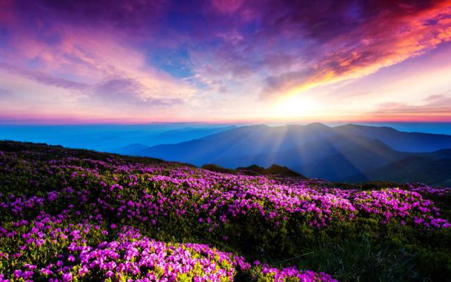 Purple flowers, sky, clouds, sunset, rays, mountains wallpaper | nature 