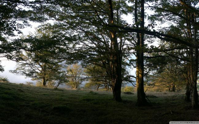 Free download Forest Dual Monitor Wallpaper 1920x1080 Forest Dual 