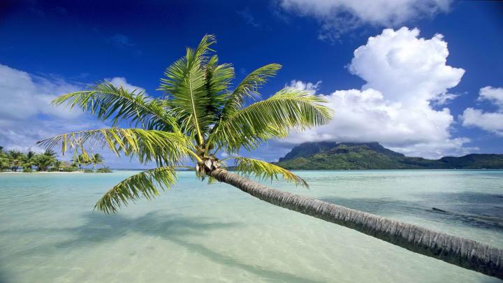 [30+] Tropical Wallpaper 1920x1080 