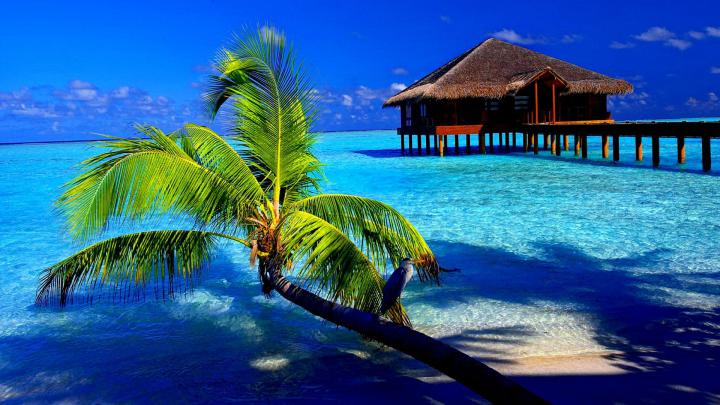 Full HD Tropical Wallpapers - Top Free Full HD Tropical Backgrounds 