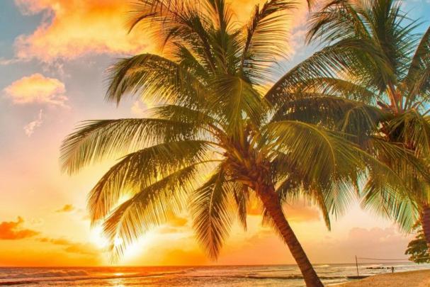 Tropical Wallpaper Backgrounds \u00b7\u2460 