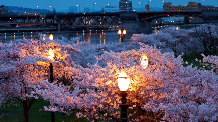 Wallpaper City, Spring, Night, Evening, Lights, Bridges, - Spring Night 