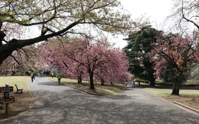 Download Shinjuku Gyoen HD 4K Widescreen Photos 1920x1080 Wallpaper 