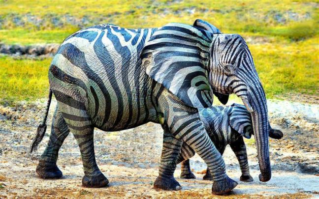 Download Elephant HD 4K iPhone Mobile Desktop Photos 1920x1080 