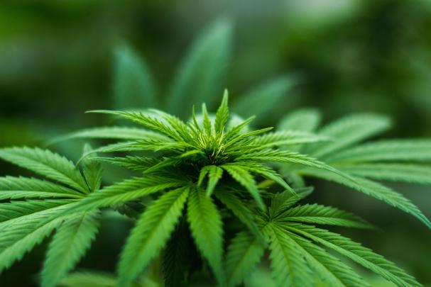 Weed Wallpaper Hd 4K : Cannabis Wallpapers 1920x1080 