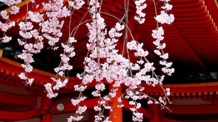 Zen Japanese Cherry Blossom Wallpapers - Top Free Zen Japanese Cherry 
