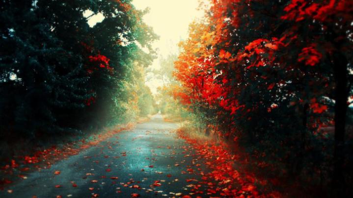 1920x1080, Grass Love Nature Trees Wallpaper - Love Nature Background 
