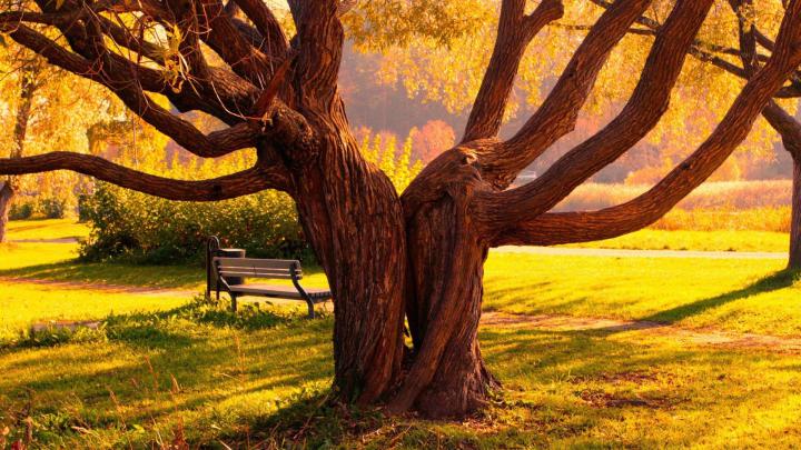 1920x1080, Grass Love Nature Trees Wallpaper - Love Nature Background 